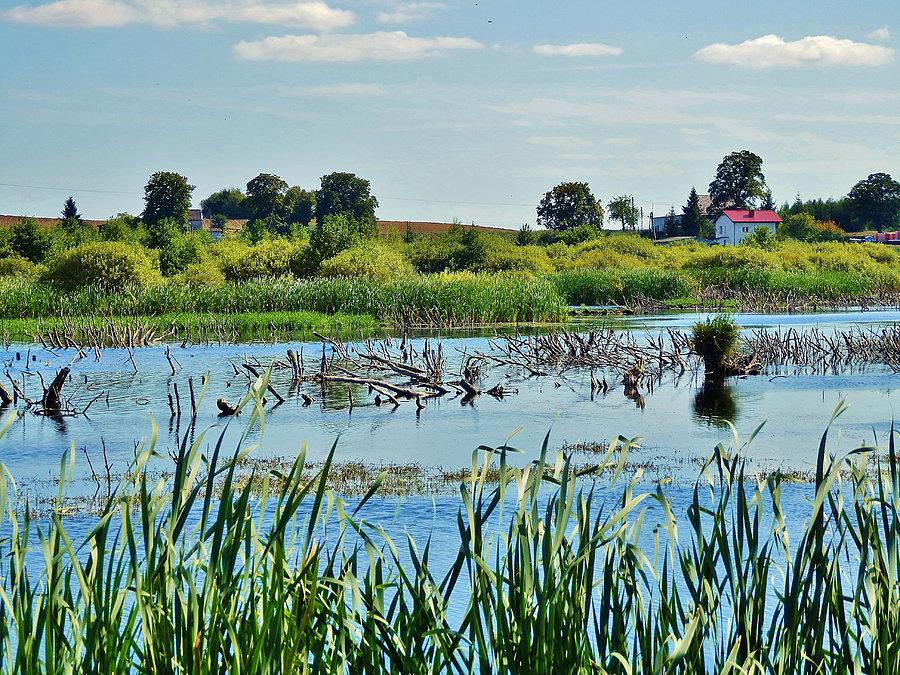 Szczerbięcin - rozlewisko, raj dla ptaków