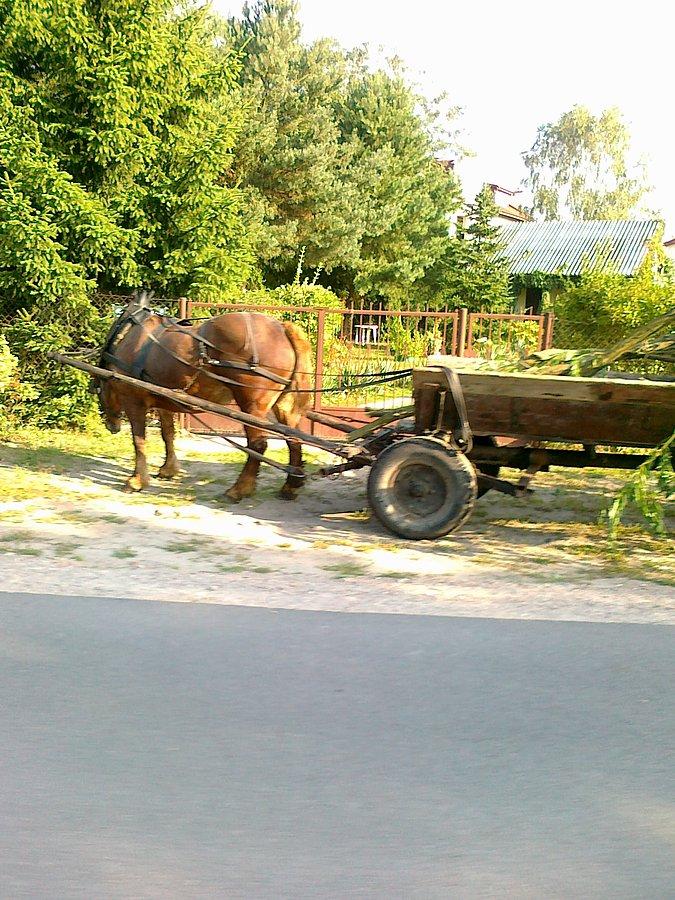 Wóz konny w Klaudynie