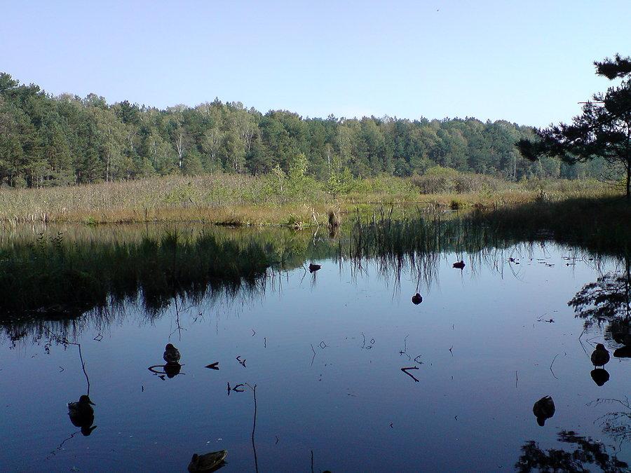 Staw na Karolewie