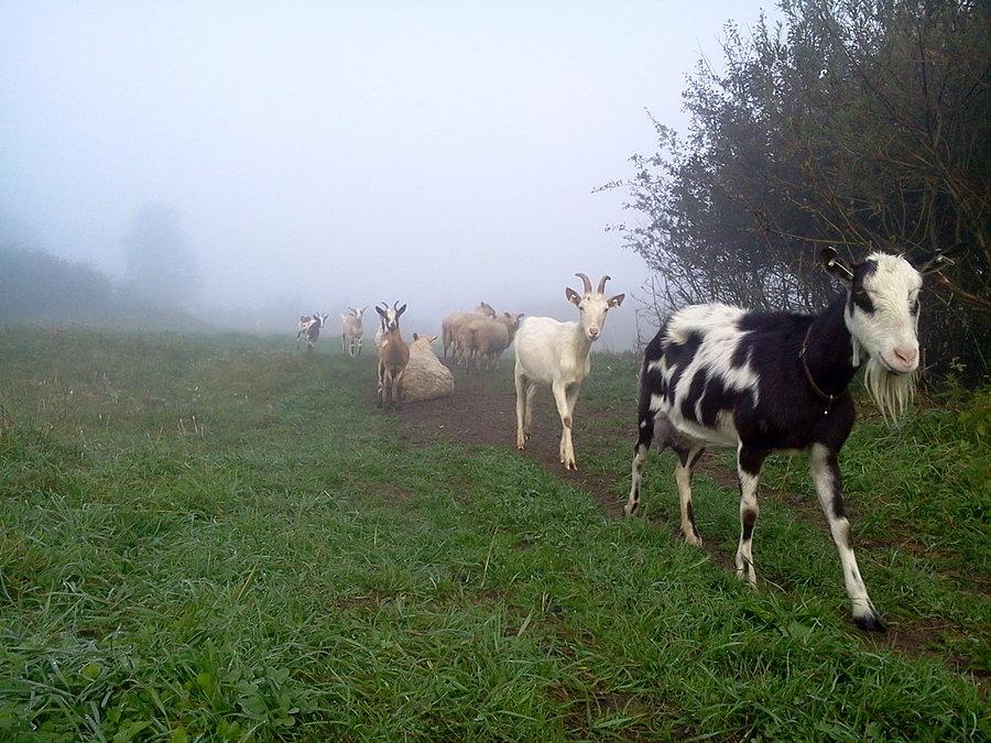 Idą w szeregu