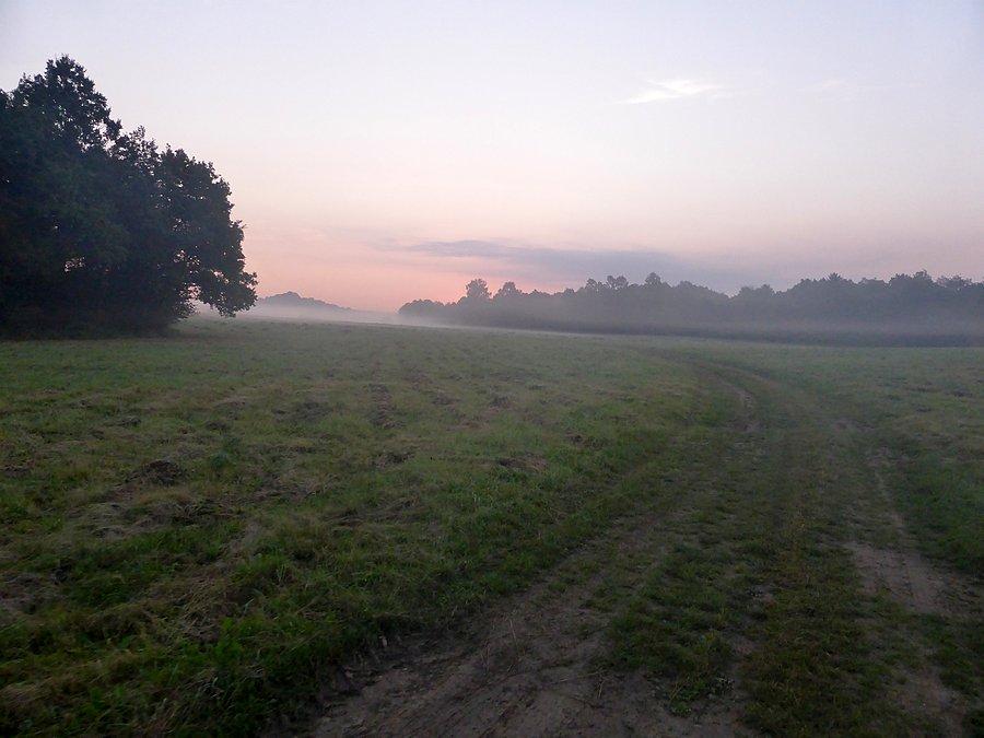 Świta