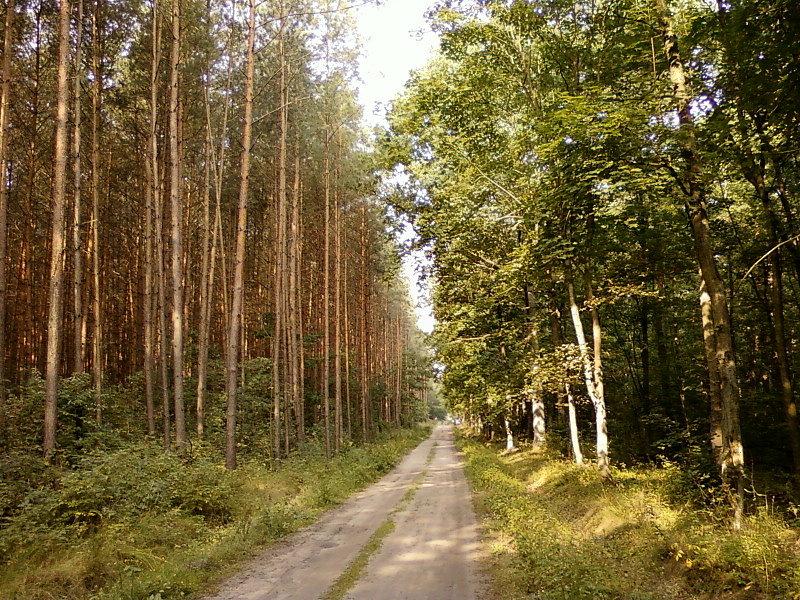 Las iglasty / las mieszny