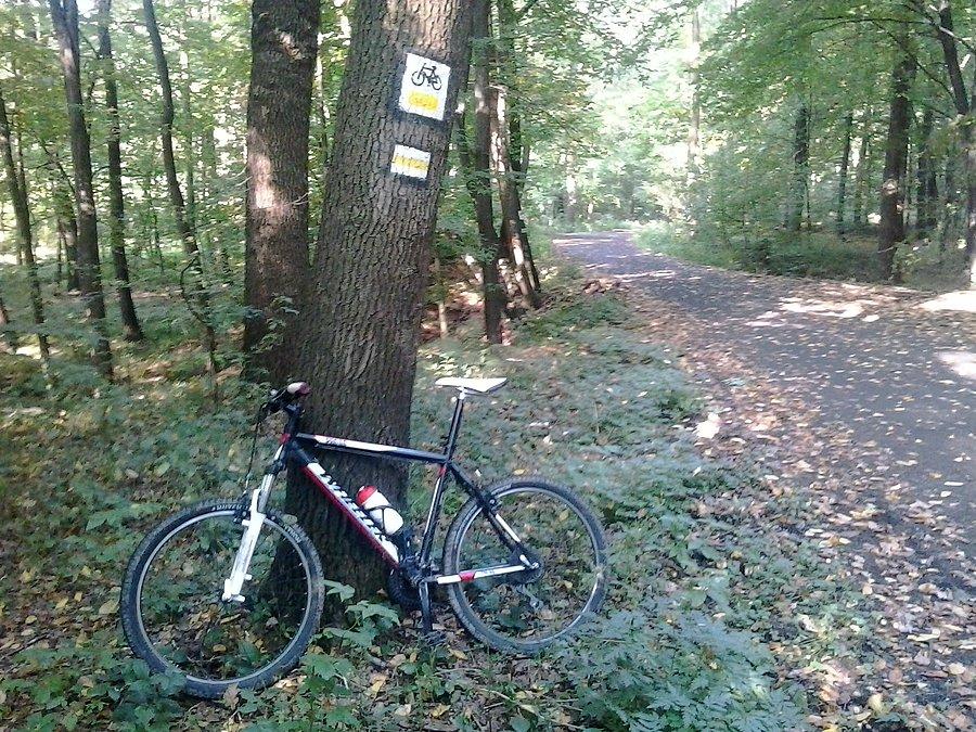 Na żółtym szlaku Jankowice-Pszów