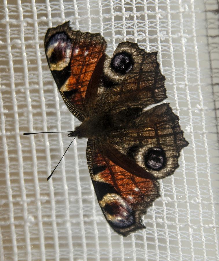 Makro... :)