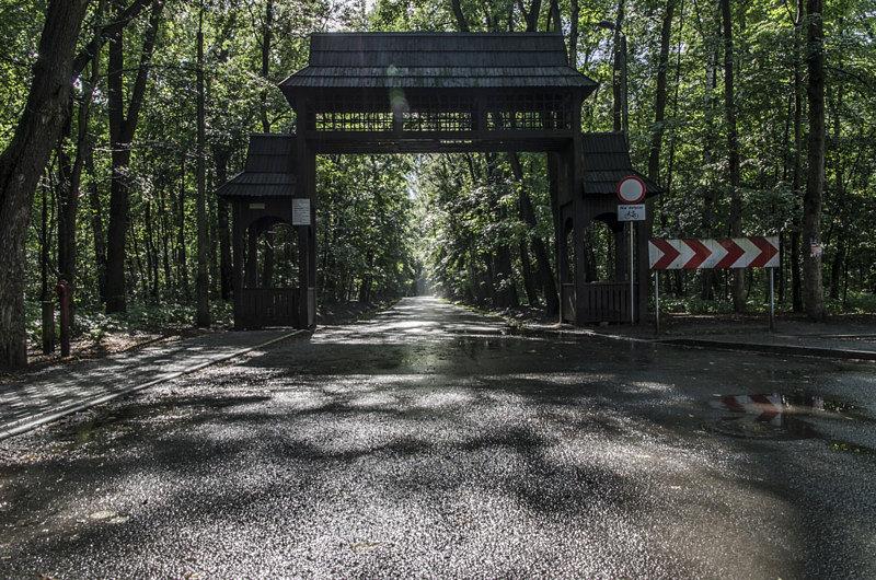 Poranek w lasku Makoszowskim