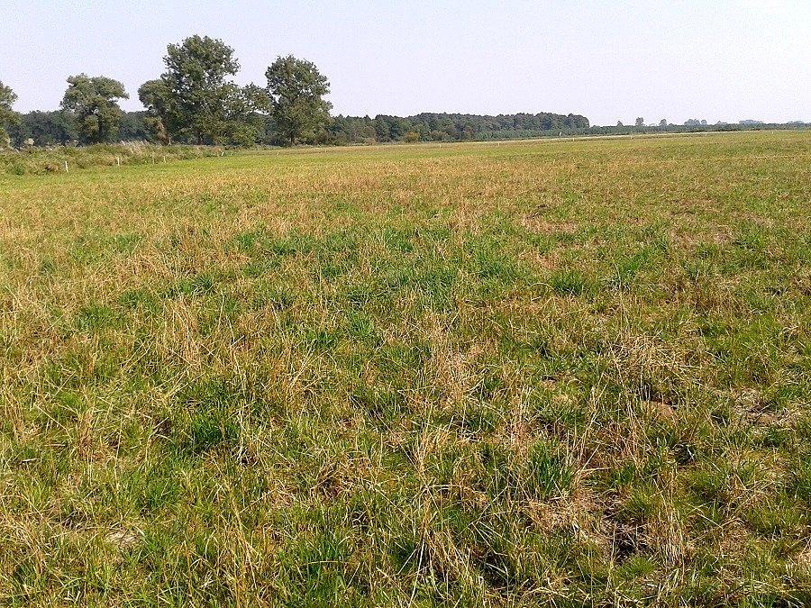 Doga do Żukowa jak się później okazało
