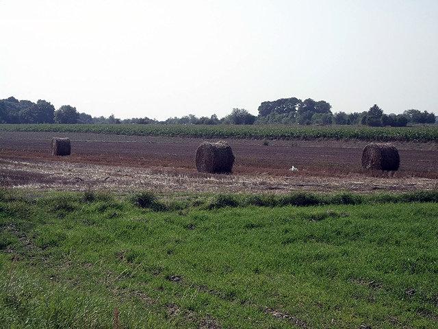 Żniwa 2