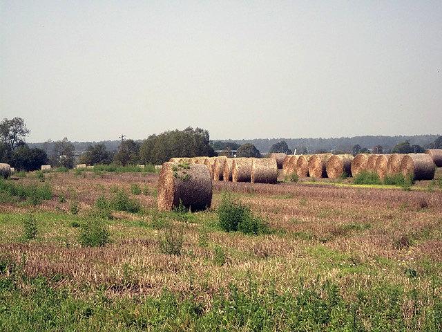 Żniwa 1