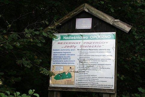 W Rezerwacie Jodły Sieleckie