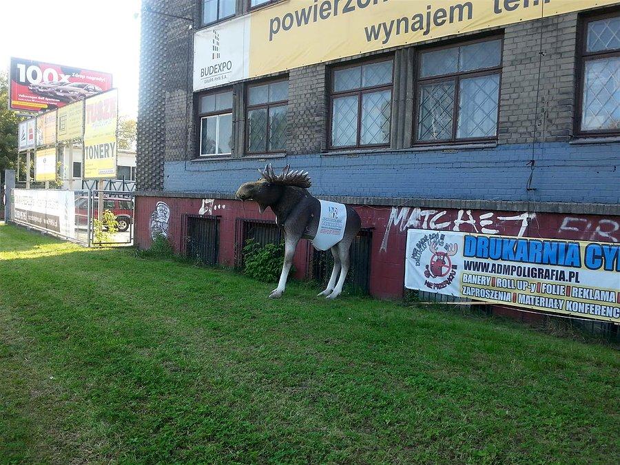 Łoś na Prymasa Tysiąclecia