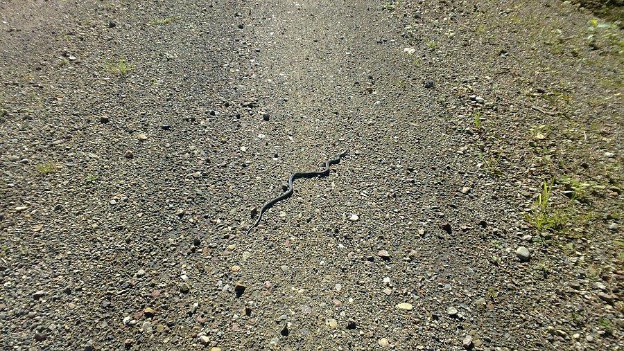 Zaskroniec, na szczescie nie SNAKE