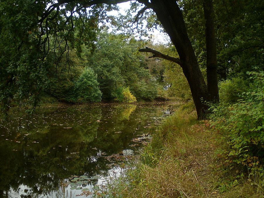 Staw Kamienny