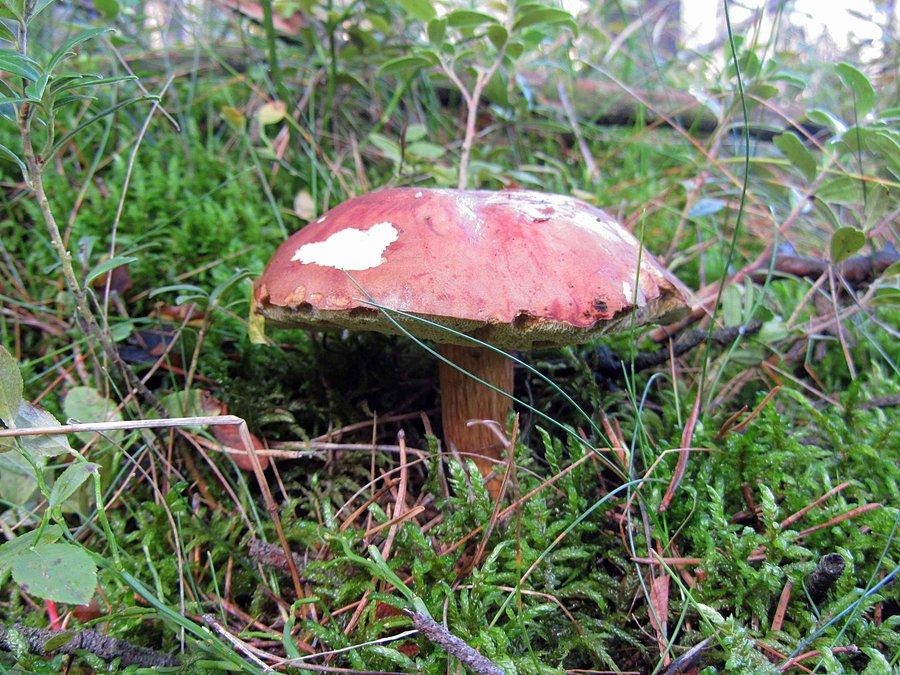 Dzisiejsze grzybki III