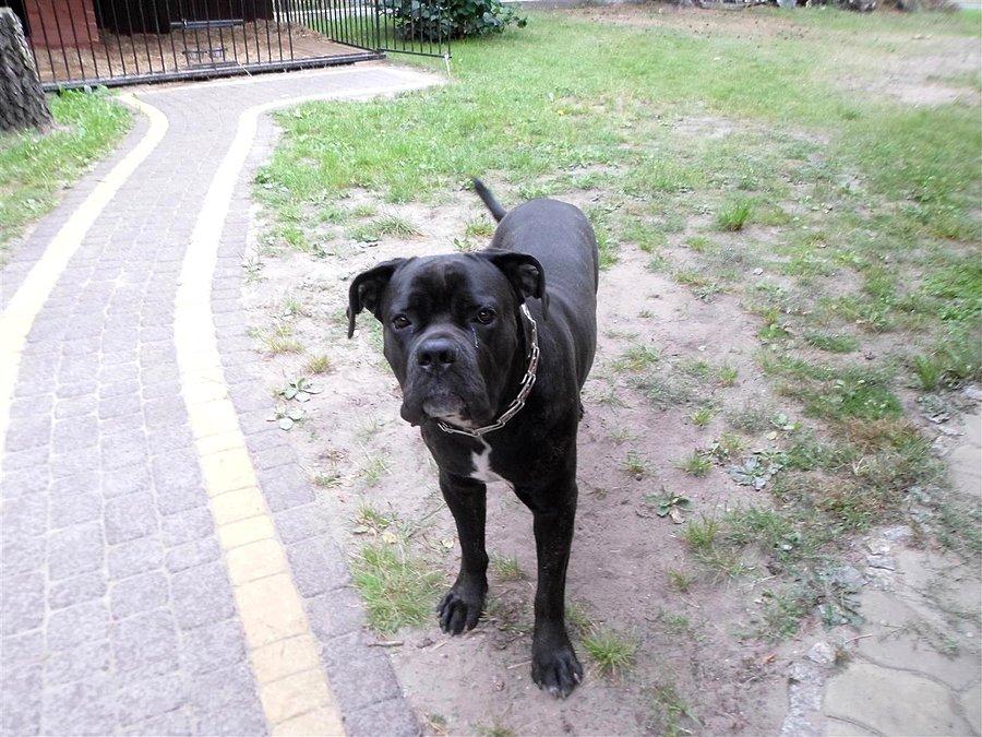 Wierny stróż i obrońca cane corso Vito