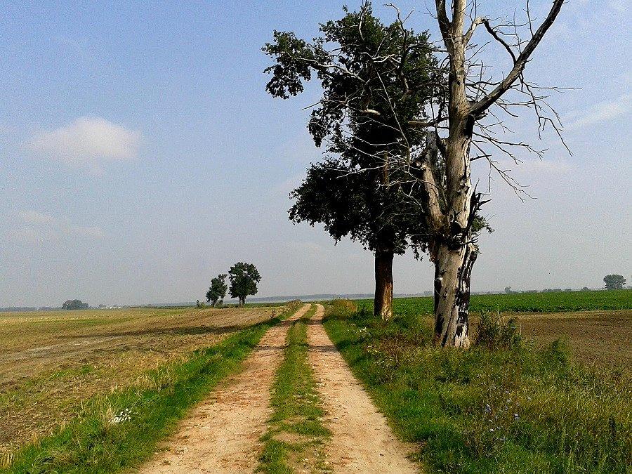 Droga z Lubiatowa do Żalęcina