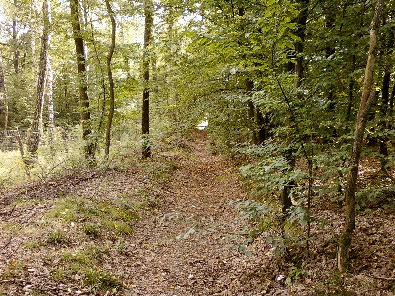 Zarośnięta ścieżka