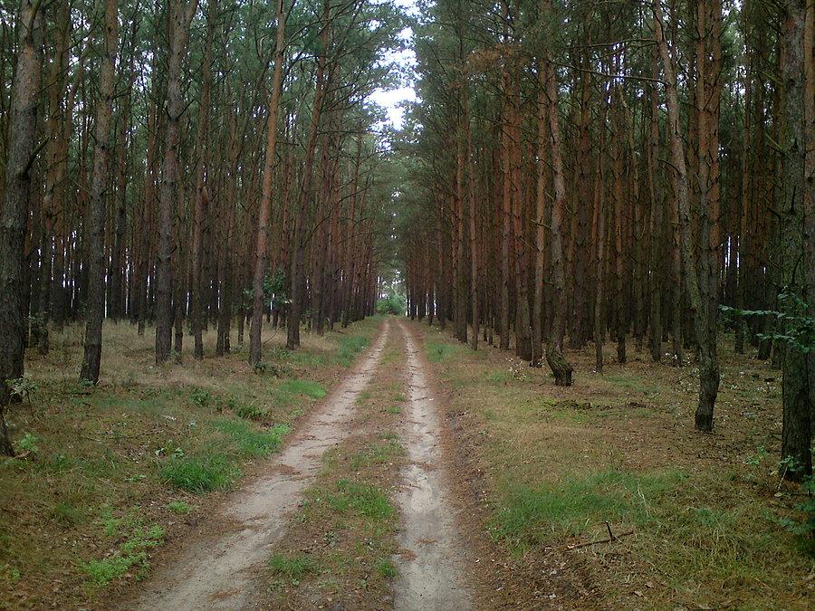Koło St. Siołkowic