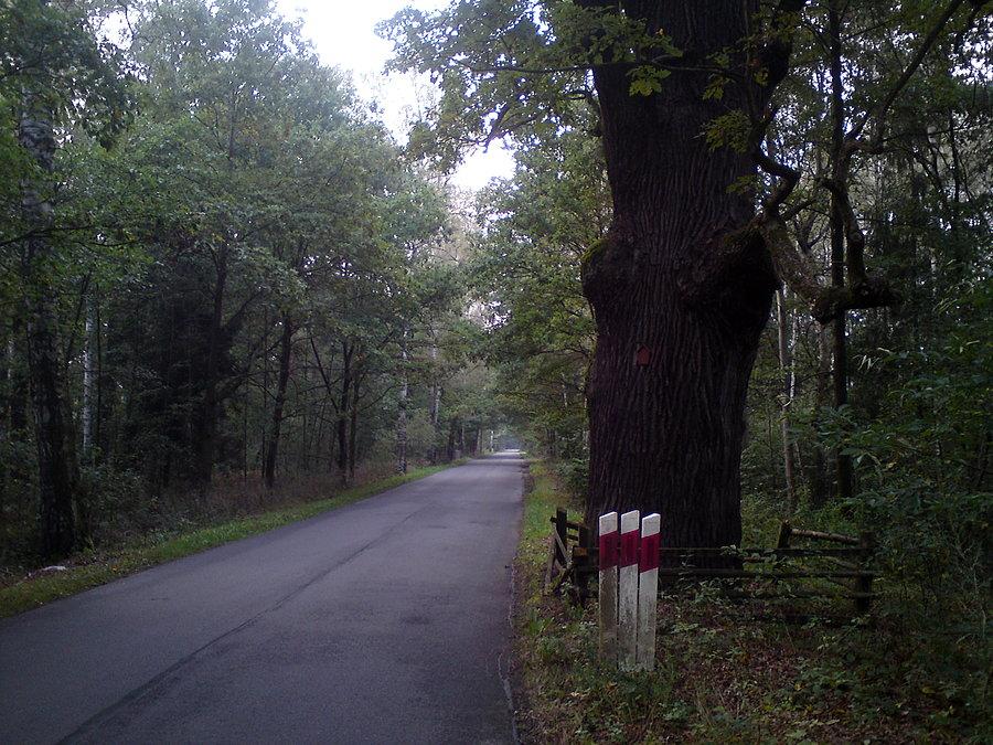 Pomnik przyrody na trasie Popielów - Karłowice