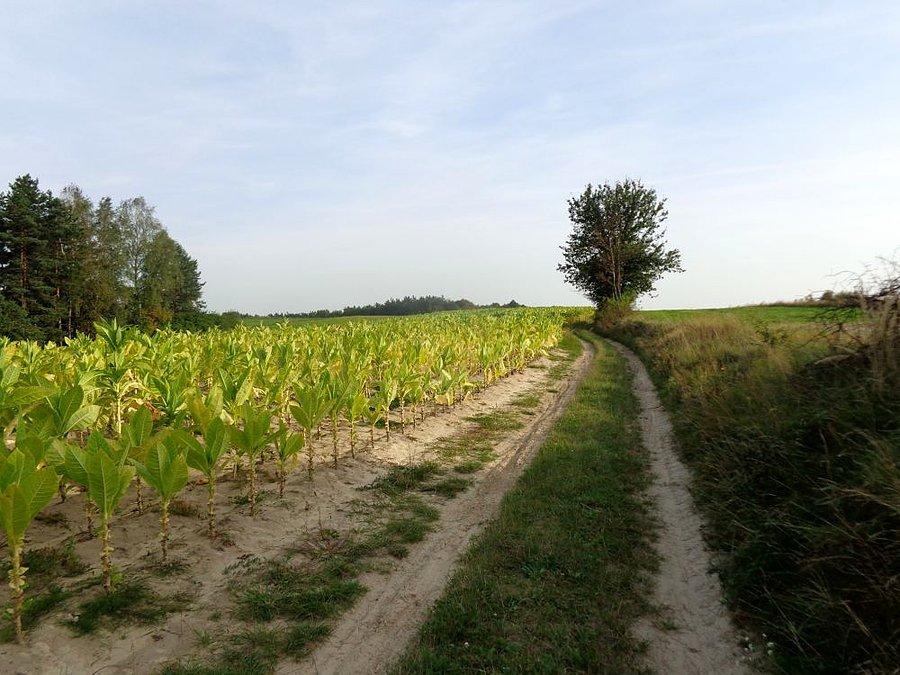 Uprawa Tytoniu