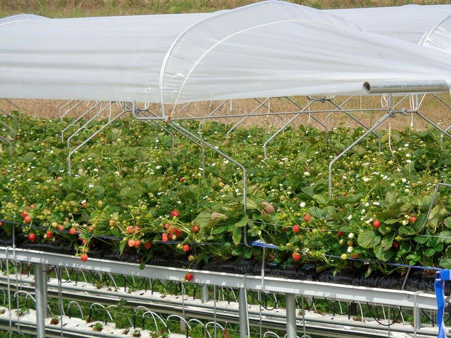 Plantacja truskawek
