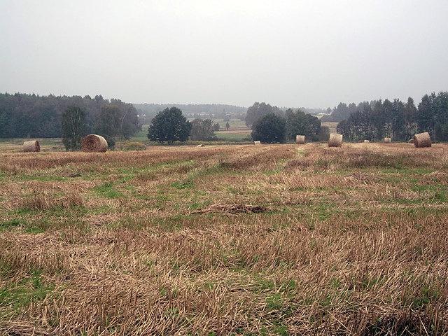 Żniwa
