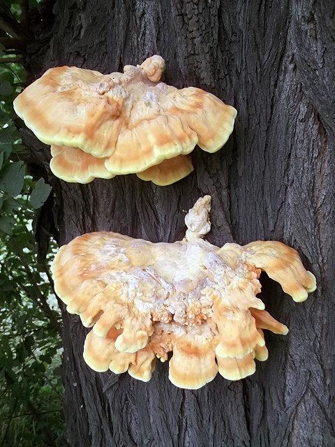 Przyroda 2