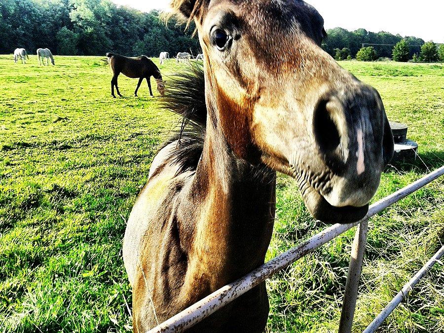 Konik w Koszewie