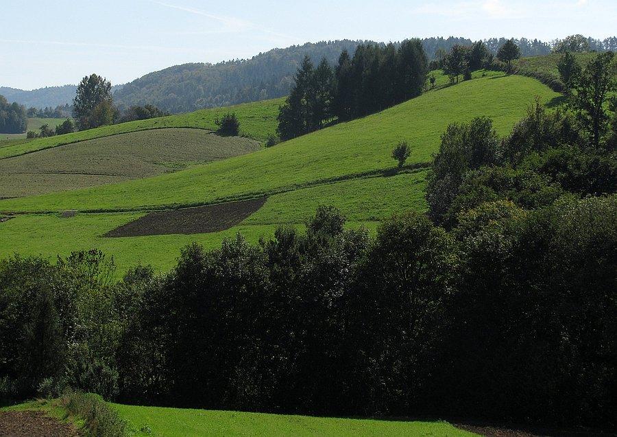 Zieleń B.Niskiego