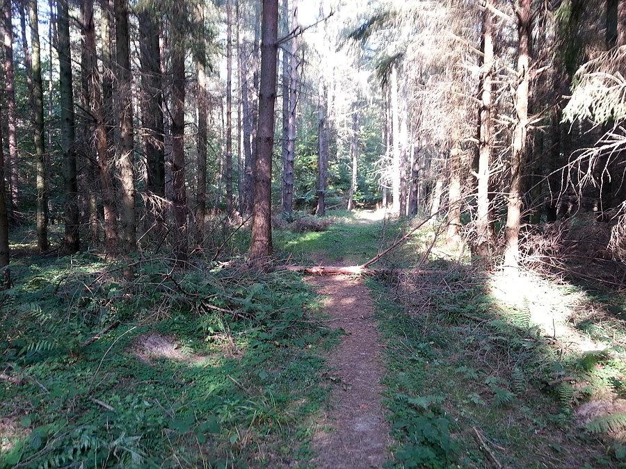 Przeszkoda leśna