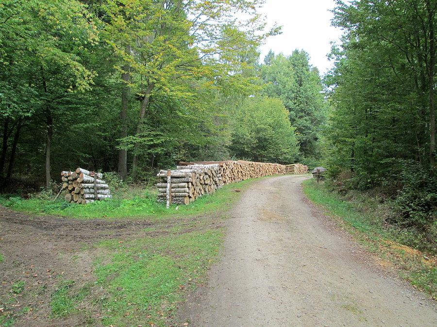 Leśnymi drogami
