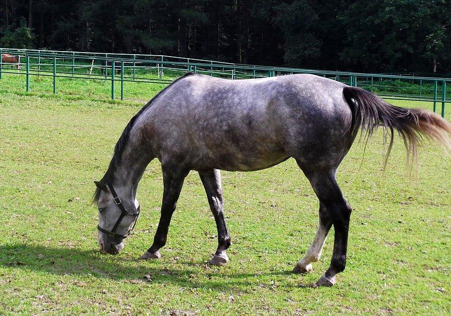 Konik w Kokoszycach