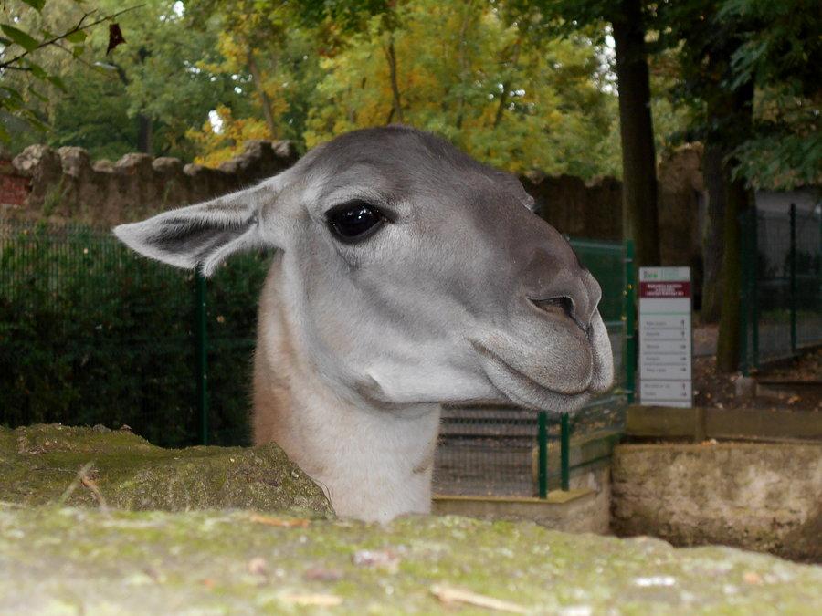 Pięknooka lama