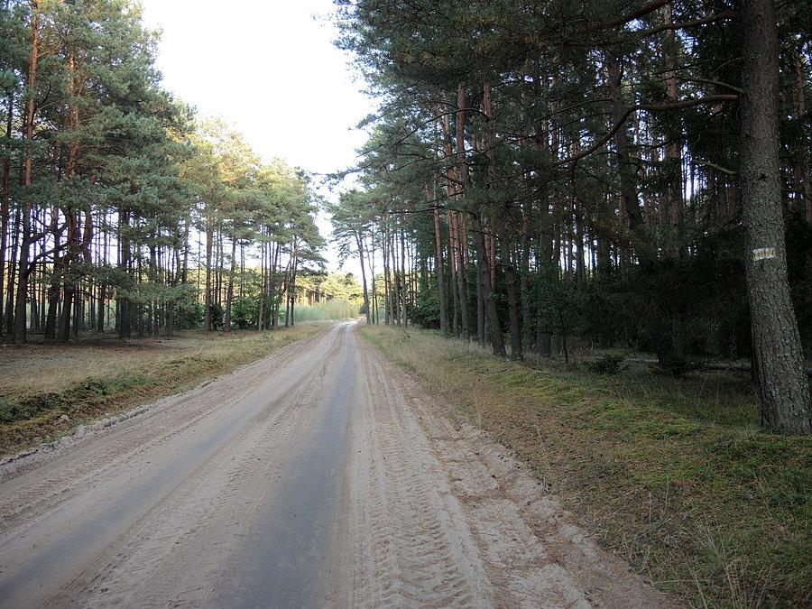 Leśna droga w kierunku Hamrzyska