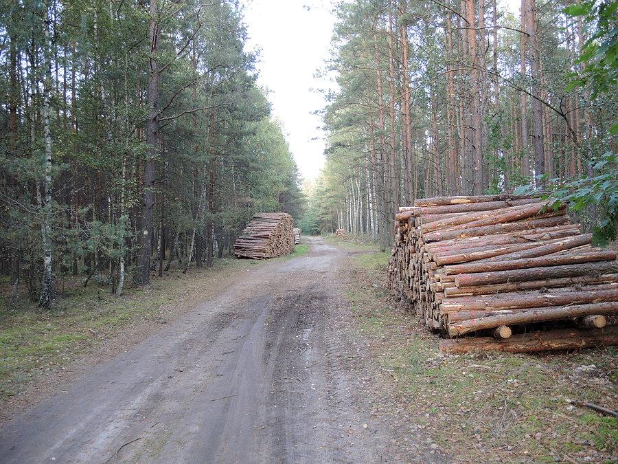 Leśna droga w kierunku Rezerwatu Wilcze Błota