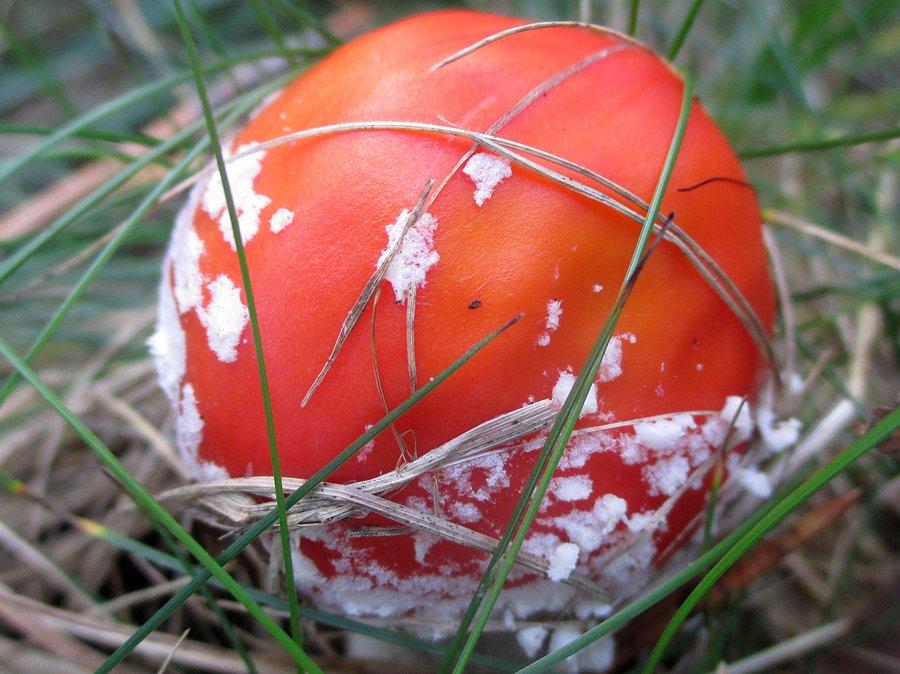 Amanita muscaria