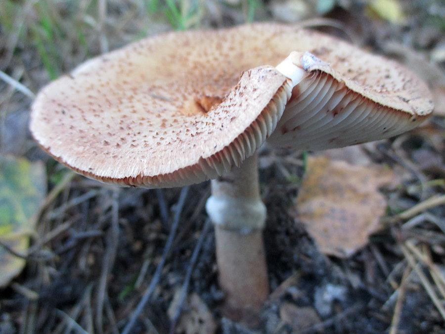 Armillaria mellea