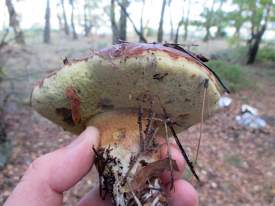 Boletus badius