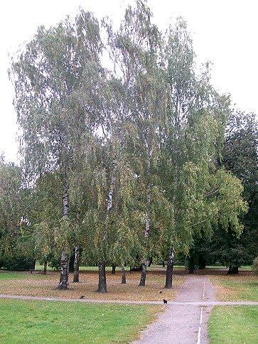 Słońce coraz niżej nad horyzontem, liści coraz więcej pod drzewami
