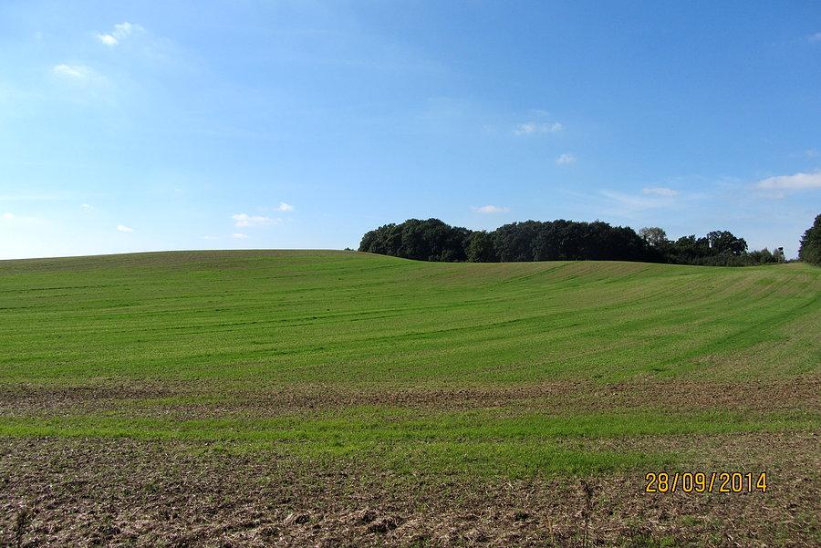 Widoczek na łączkę