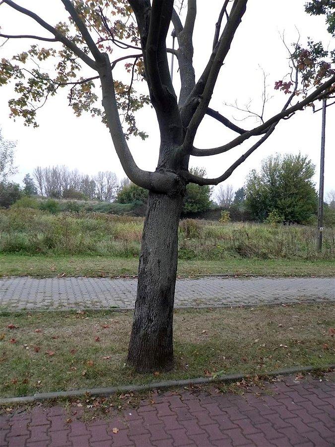 Wykręcona gałąź