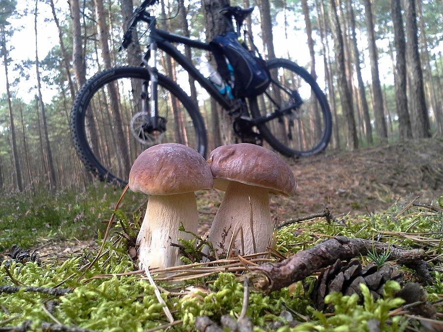 Rowerowe grzyby