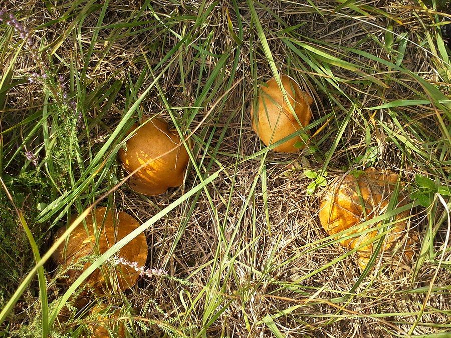 Maślaki