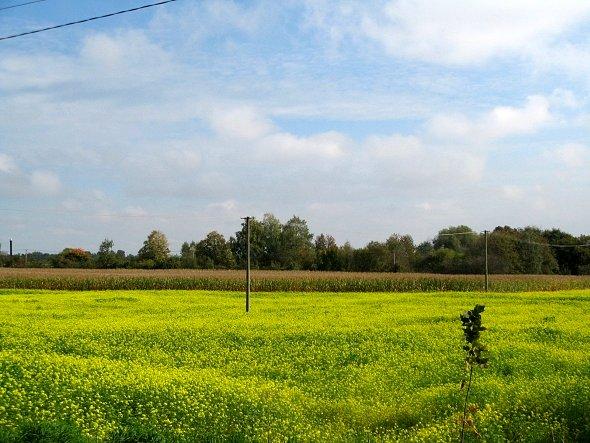 Rzepak w Kazimierzówce