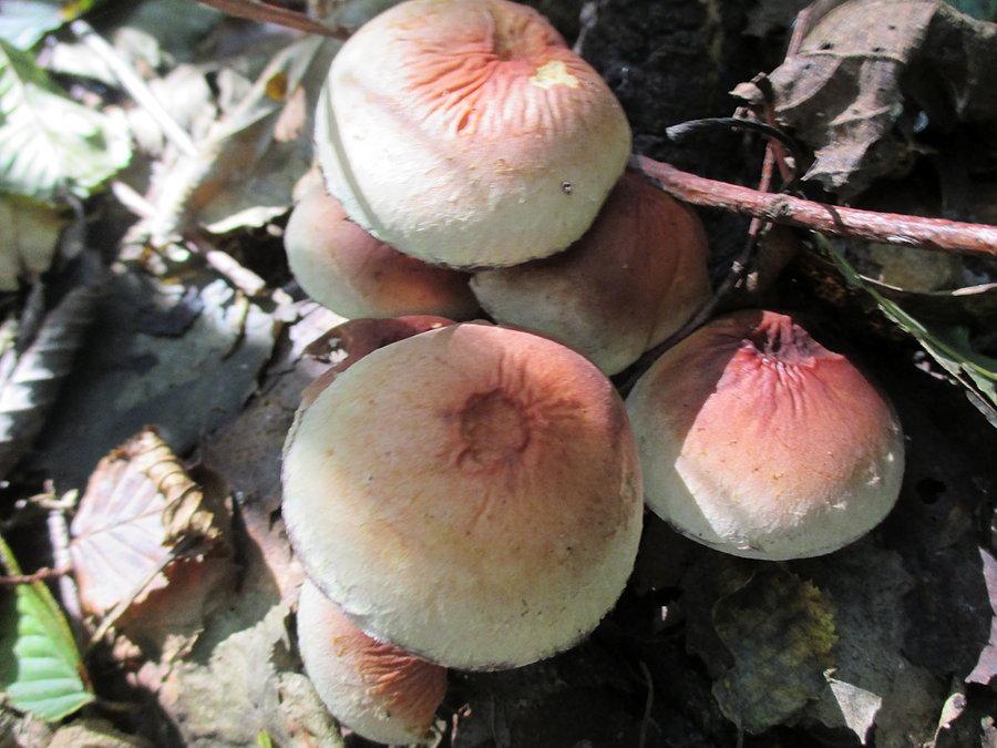 Hypholoma lateritium