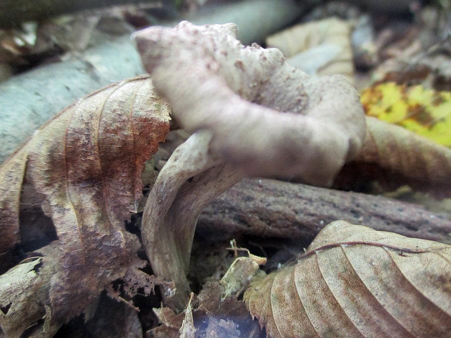 Craterellus cornucopioides