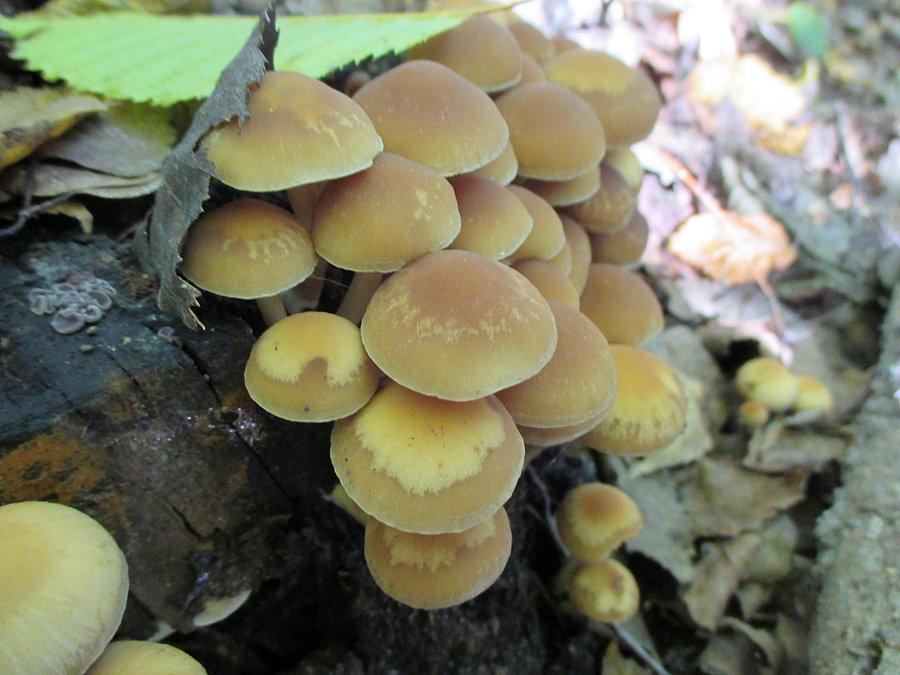 Hypholoma fasciculare