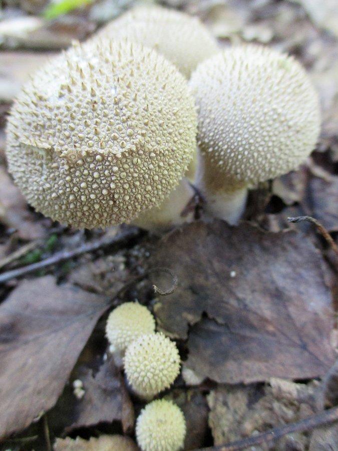 Lycoperdon perlatum