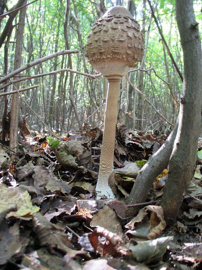 Macrolepiota procera