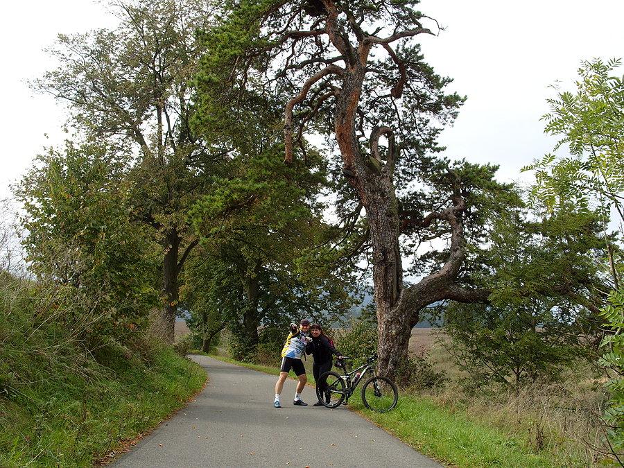 Droga między Wambierzycami a Radkowem i super drzewko bonsai