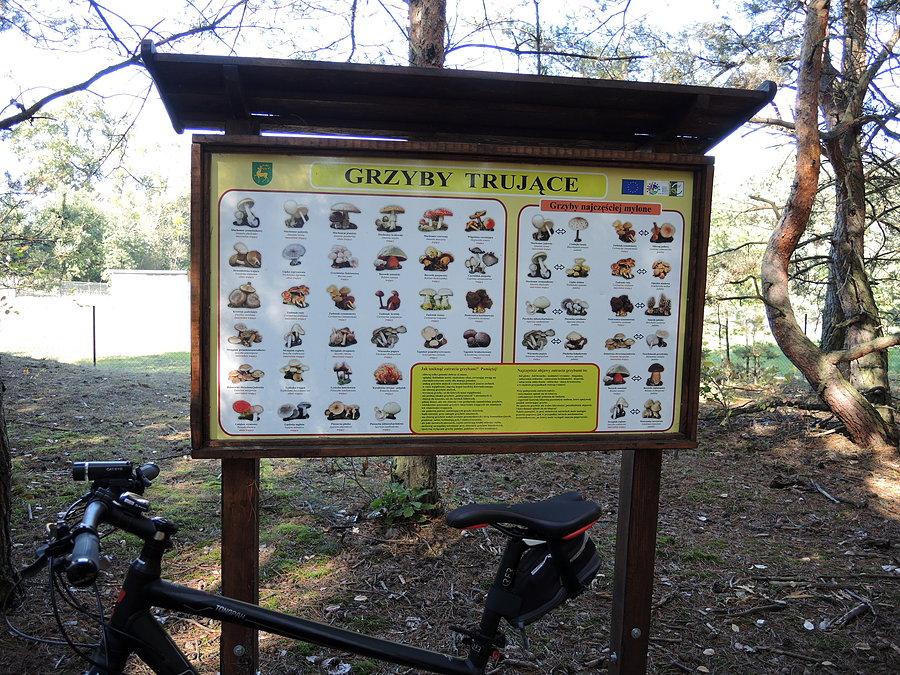 Grzyby trujące - tablica informacyjna